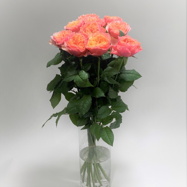 Rose ケンジントンガーデン 10本 (JAひまわり バラ部会)