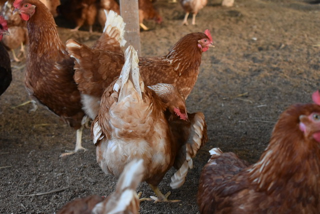 赤峰鶏 オヤ鶏 のお肉 5羽セット 送料無料 蓮ヶ峯農場