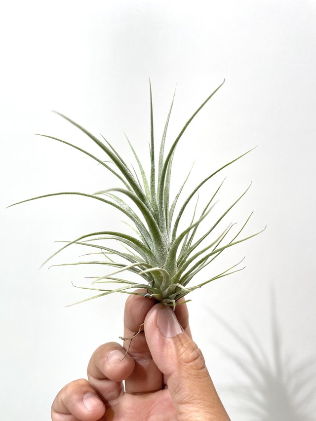 イオナンタロン X ストレプトフィラ Ionantha Ron X Streptophylla クルール Couleur