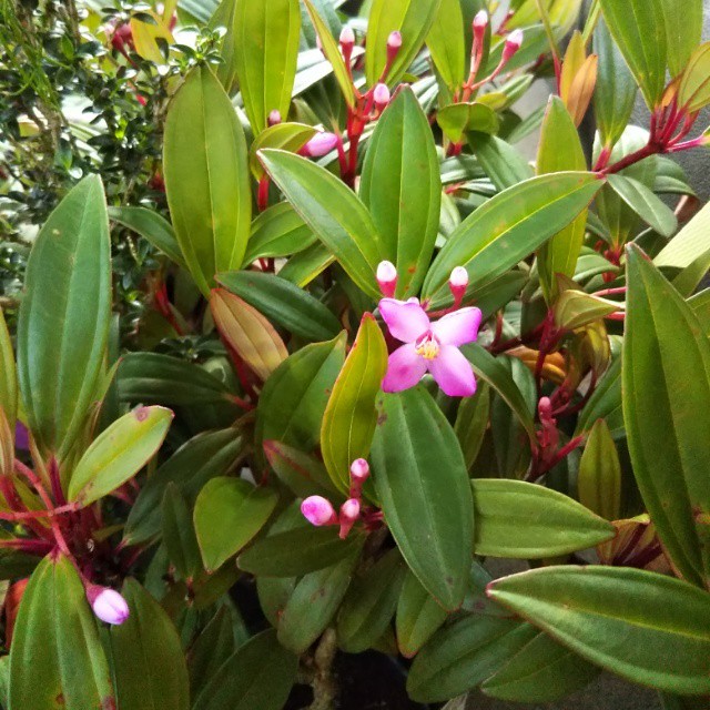 ベンジャミン ゴールド10 5cmポット苗 Hanazukin 花ずきん 農家直送の花苗 シンビジュームの花束