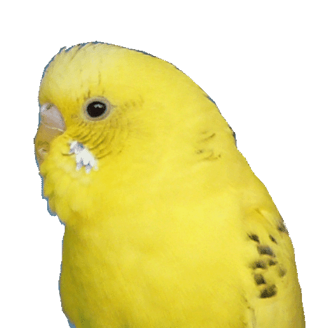 セキセイインコ黄ハルクイン ピアス イヤリング 中 フックピアス チタンピアス 樹脂ピアス イヤリング 樹脂イヤリング 羽 羽根 フェザー 翼 鳥 野鳥 インコ 粘土の羽根飾り On Line Shop