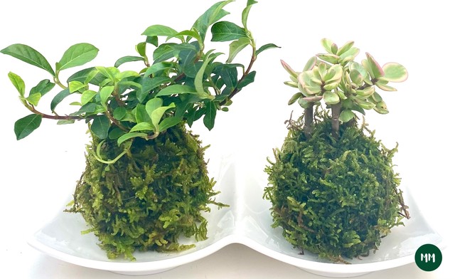 送料無料 苔玉 つる性ガジュマル ポーチュラカリヤ 多肉植物 Mossmoss 苔玉 おしゃれな観葉植物の通販