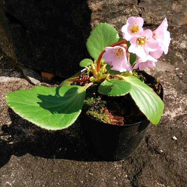 ヒマラヤユキノシタ10 5cmポット苗 Hanazukin 花ずきん 農家直送の花苗 シンビジュームの花束