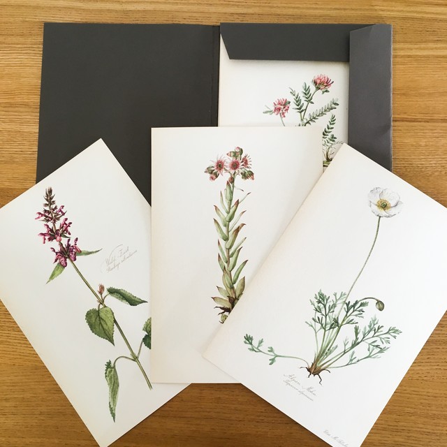 ドイツ アンティーク 植物図鑑 カード式 15枚 押し花 ボタニカル 14 べるりんのーと