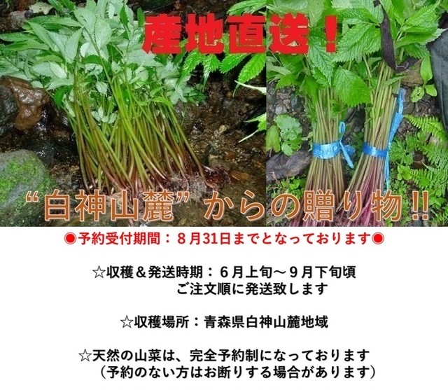 早期予約受付中 天然山菜 天然みず ３００ｇ 自然の恵み 限定予約販売 青森県白神山麓便 送料無料 クール便 こだわり市場