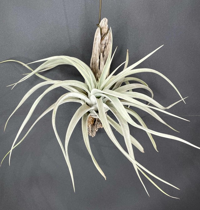 T ハリシーxキセログラフィカ Tillandsia Harrisii X Xerographica クルール Couleur