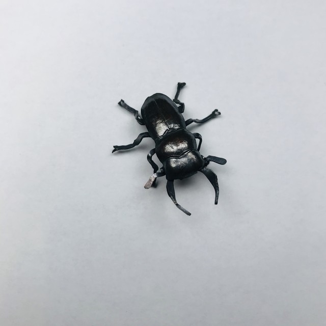 【たがや】 「コクワガタ(オス)」