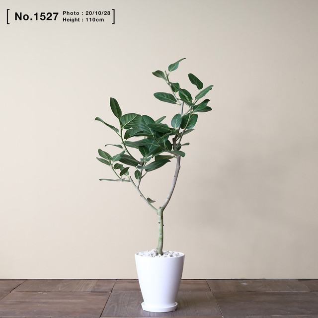 フィカス ベンガレンシス 観葉植物 おしゃれ ゴムの木 大型 リビング Ayanas アヤナス 観葉植物のセレクトショップ 通販