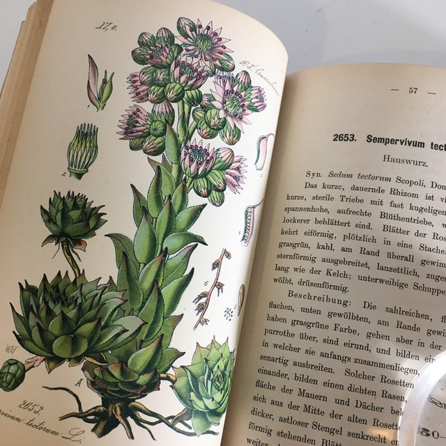 Ernst Hallier ドイツの植物図鑑 Vol 26 カラープレート72枚 1800年後半 クロモリトグラフ べるりんのーと