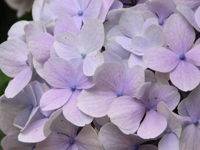 淡い紫の小ぶり紫陽花 Ajisai
