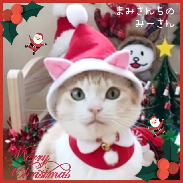 送料無料 彡クリスマスにゃんこみみサンタ帽 猫耳付き猫のかぶりもの ちゃりく商店