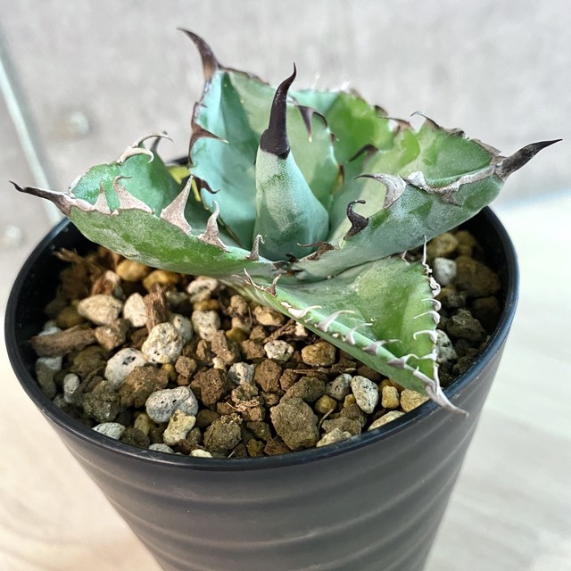 アガベ Agave Titanota Black And Blue Blue Ball アガベ チタノタ ブラックアンドブルー ブルーボール 観葉植物 多肉植物 インテリア 鉢込み発送 発根済 美株 Listycagave