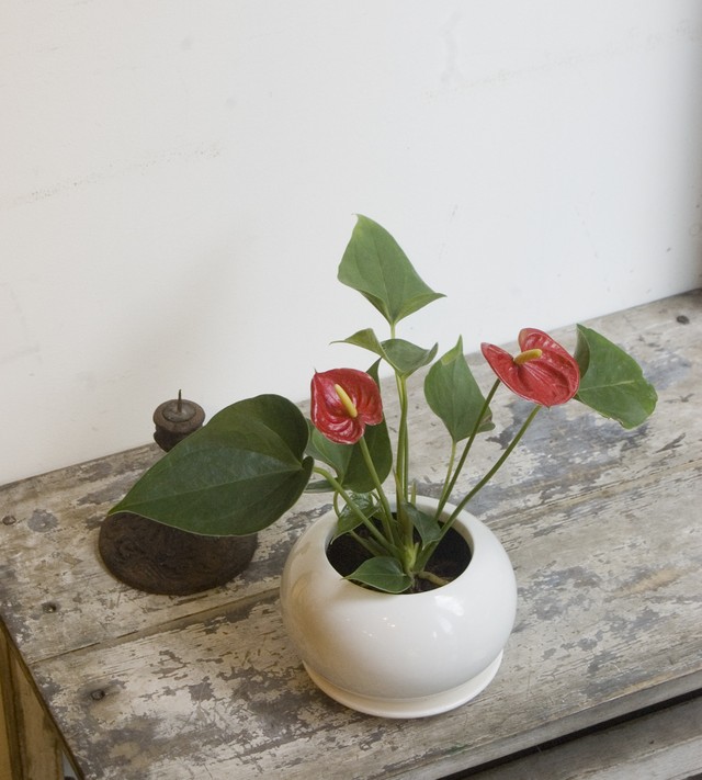 アンスリウム ミニレッド Neo Green