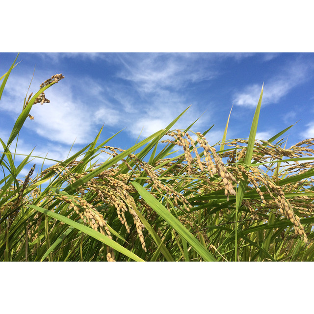 赤米 100g 埼玉県比企郡小川町青山地区 横田農場 古代米 Tabitote Store