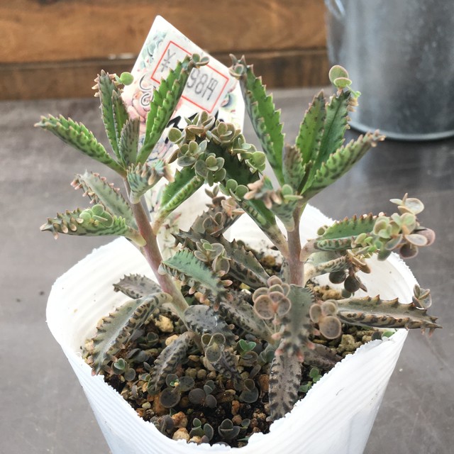 不死鳥 多肉植物