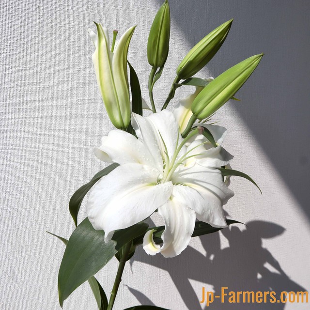 今からの季節は高冷産地 厳選 山形県産 Jaそでうら オリエンタルユリ シベリア 10本 Jp Farmers Com