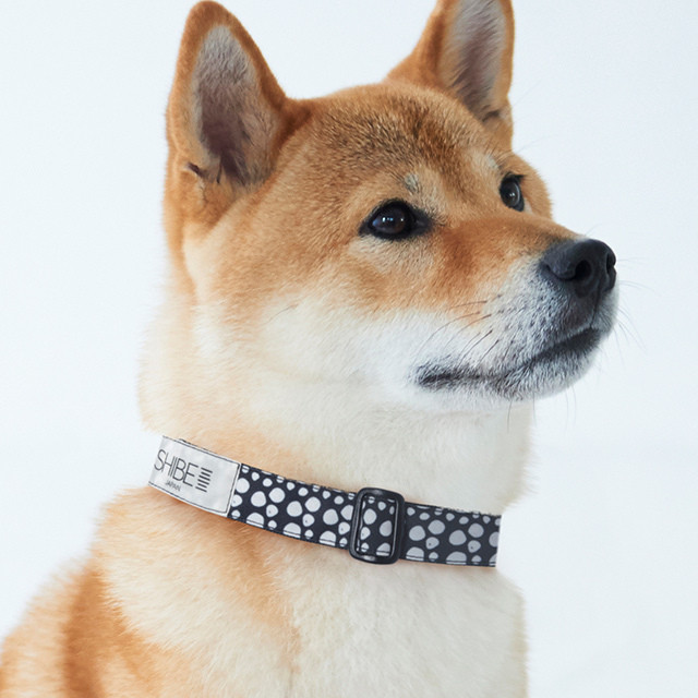 Collar Conpeito Cherry 犬用首輪 Shibe Japan シベジャパン