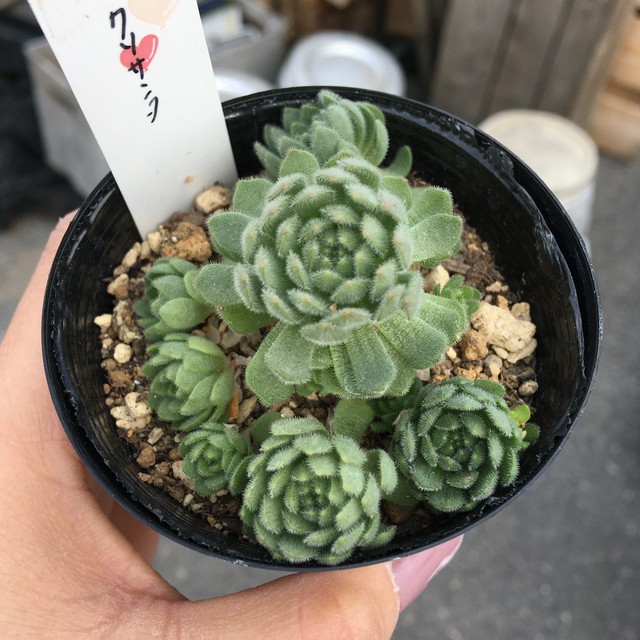 クリサンタ Rupo 多肉植物専門店