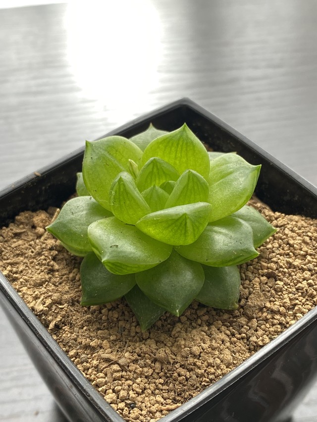 ハオルチア メアリ Haworthia 多肉植物 Bios Plants