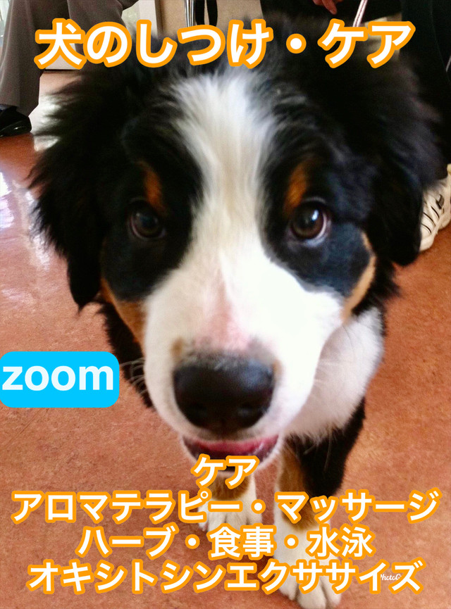 Zoom 犬のしつけ ケア アロマ マッサージ ハーブ 食事療法 ハイドロセラピー その他ホリスティック Office Kashiro