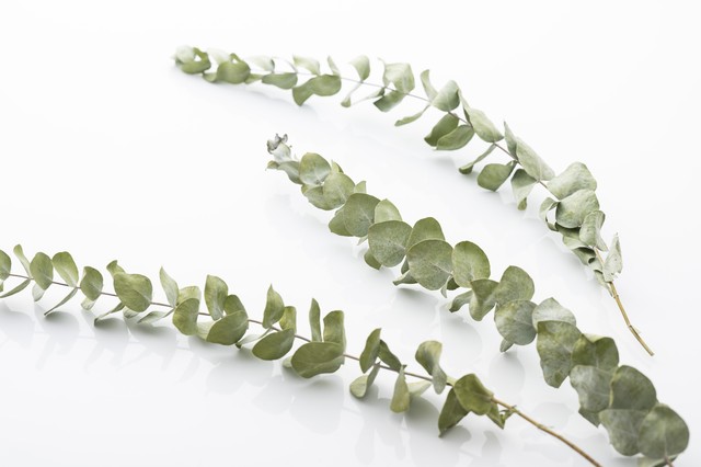 ユーカリ ドライフラワー 3本セット Hoshinafarm