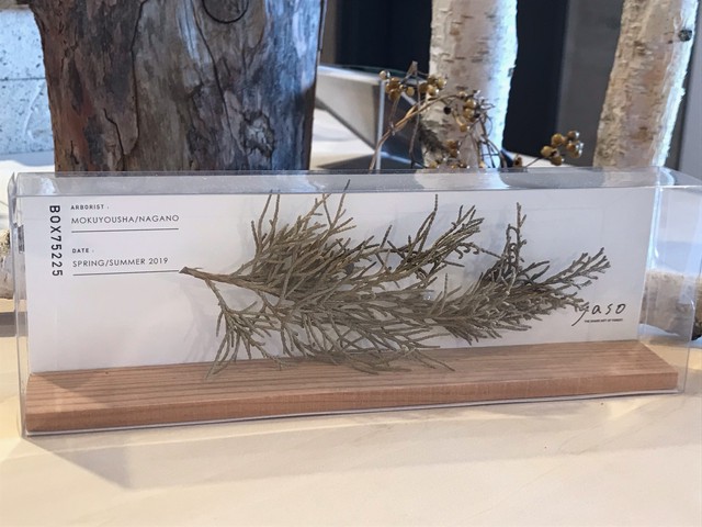 yasobox 植物見本 ヒノキ