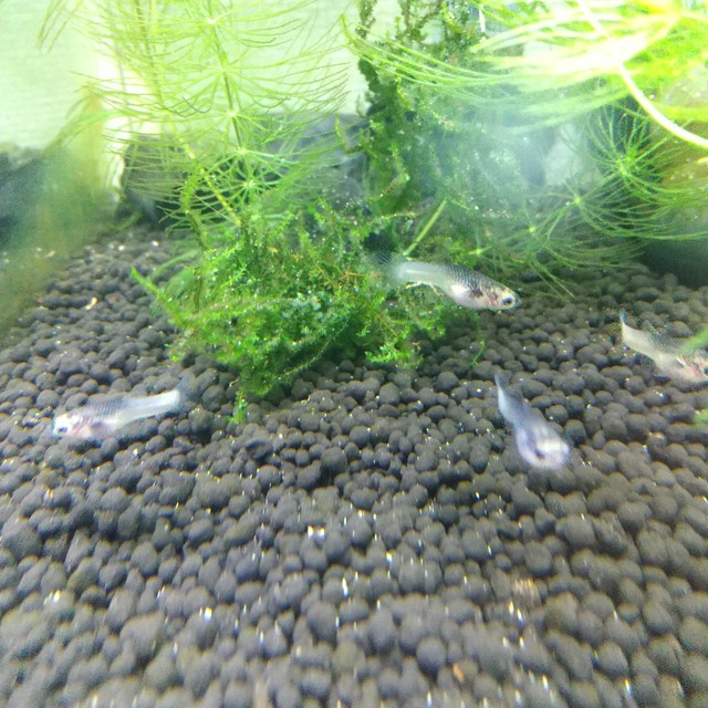 ハクホワイトグッピー メス Aqua Lyra