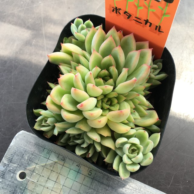 メビナ Rupo 多肉植物専門店