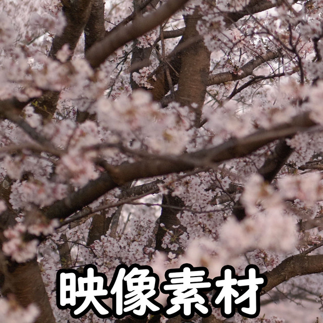 映像 動画素材 日本の桜 サクラ さくら Letsshare