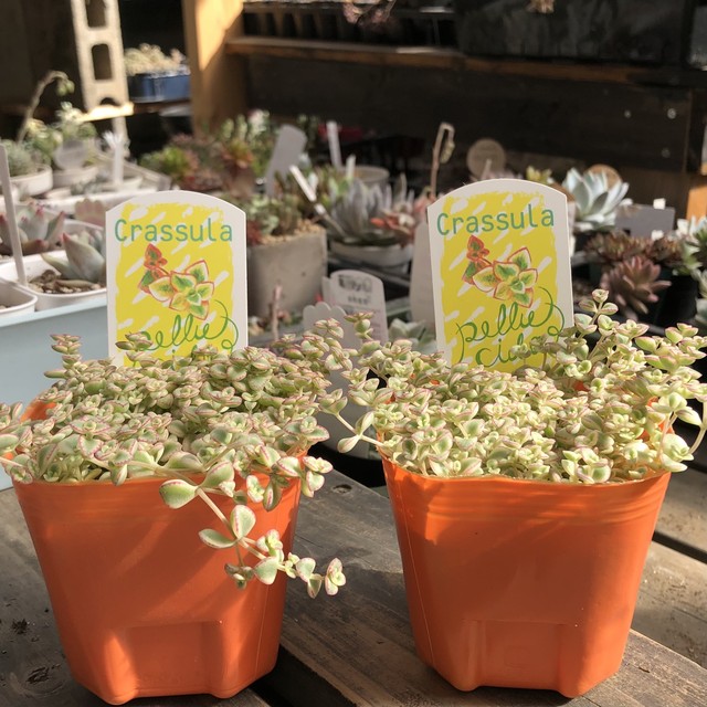 リトルミッシー とげとげハウス クラッスラ 多肉植物 Melty Works 多肉植物 と Dulton プランター のお店