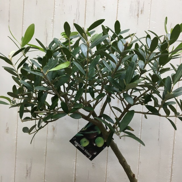 盆栽樹形 オリーブの木 ネバディロブランコ Souju 6号鉢 A 5 Plants Shop Olive