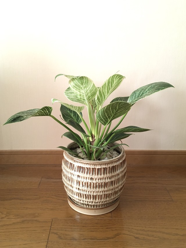 観葉植物 フィロデンドロン バーキン Miztiq Plants Shelf