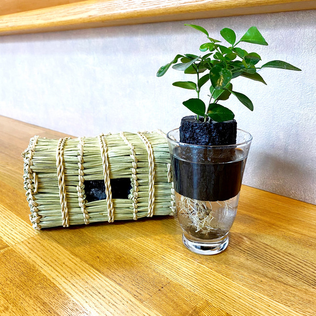 高知土佐の備長炭 インテリア用備長炭6点セット 備長炭のかわばた