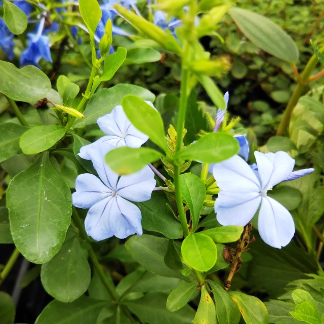 ルリマツリ10 5cmポット苗 Hanazukin 花ずきん 農家直送の花苗 シンビジュームの花束