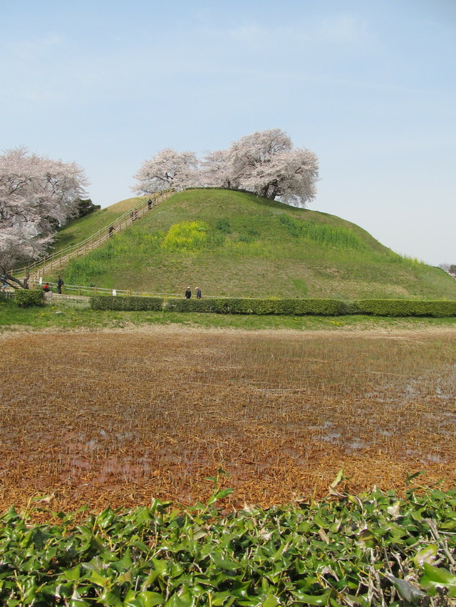 日本の古墳 桜咲く丸墓山古墳の春景色 Japanese Ancient Tomb Maruhakayama Kofun Gyoda City Yumemirutanuki