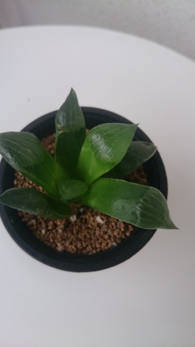 ハオルチア 2 5号鉢 レツーサ 寿 Arianna Garden