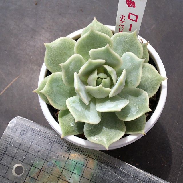 ローラ Rupo 多肉植物専門店