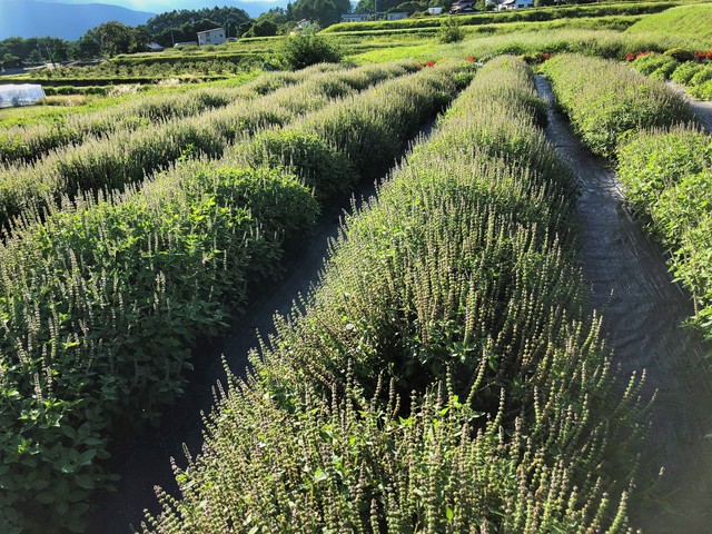 業務用 ラーマトゥルシーティー花茶葉 80ｇ 八ヶ岳花笑み菜園