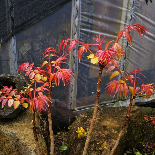 斑入り中国タラの木 チャンチン10 5cmポット苗 Hanazukin 花ずきん 農家直送の花苗 シンビジュームの花束