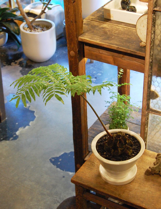 リュウビンタイ Neo Green