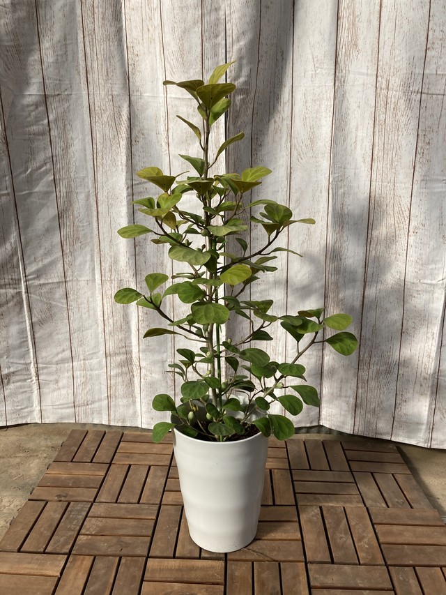 観葉植物 コバンボダイジュ 枝 7号 ハウスプランツショップ 観葉植物の通販サイト