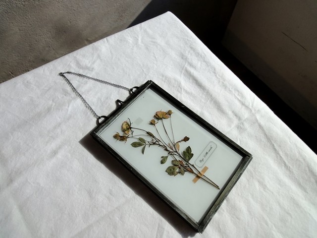 植物標本 押し花の壁掛けフレーム バラ リトルウッズ Humming Bird