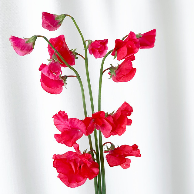 スィートピー 3本 Ja愛知みなみ よいはな Yoihana 最高品質のお花をお届けするネット通販