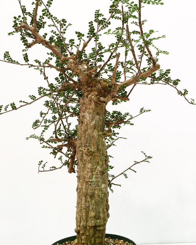 数量限定 オペルクリカリア デカリー クーポン発行 Destinationmadrid Fr