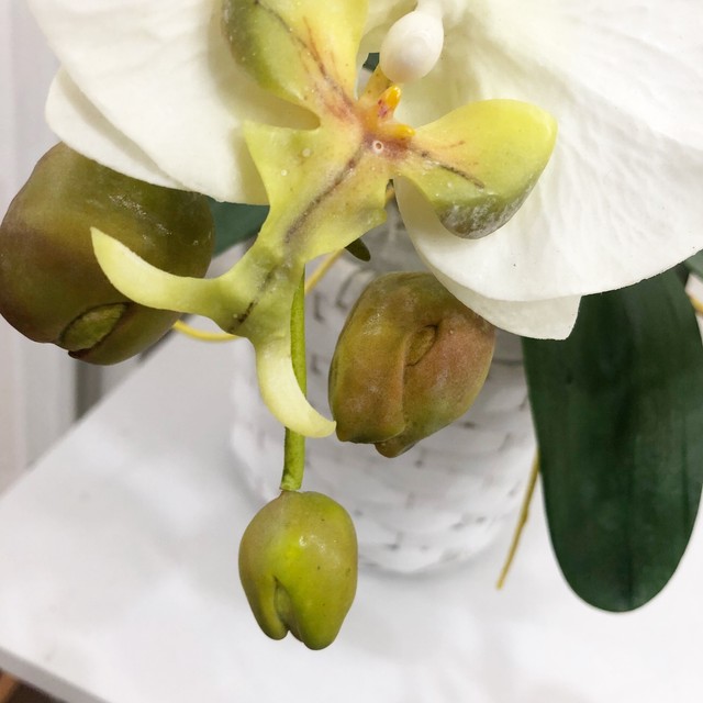 枯れないお花 胡蝶蘭 贈答 お祝い Hanatozakkato