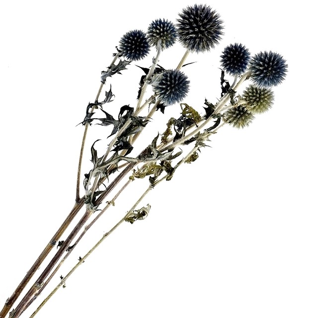 ルリ玉アザミ パープル 大地農園 プリザーブドフラワー ハーバリウム アトリエ明日音 アトリエ明日音 名古屋花材問屋 プリザーブドフラワー ドライフラワー ハーバリウム花材 資材