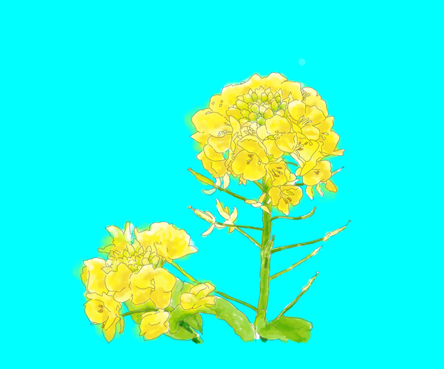 イラスト 菜の花 イラストレーター Konmachi