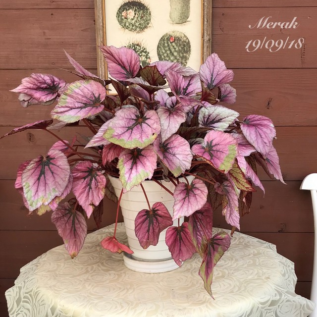 レックスベゴニア ｍerak メラク 寄せ植え ガーデニング