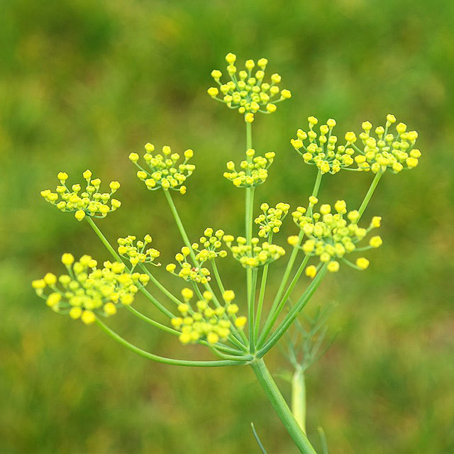 カモミン ハーブティー 約24杯分 8teabag 春の時期のむずむずスッキリ 夜眠る前のリラックスに Akiba Noen お米とハーブ の秋庭農園