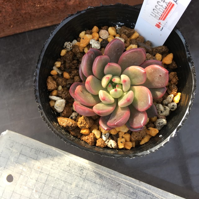 バッシュフル Rupo 多肉植物専門店